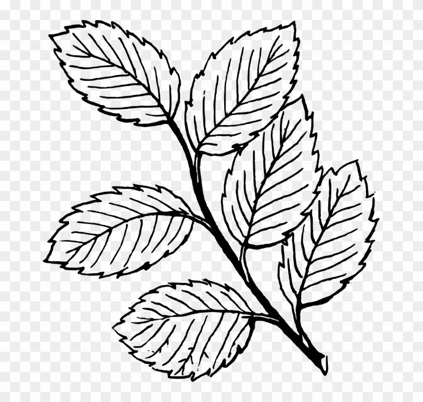 Fall Tree Clipart Black And White Vines - Leaves Coloring Pages #300992