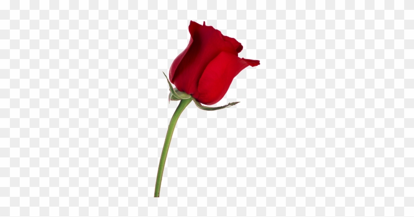 Desktop Wallpaper Rose Stock Photography Flower - Red Rose On Transparent Background #301321