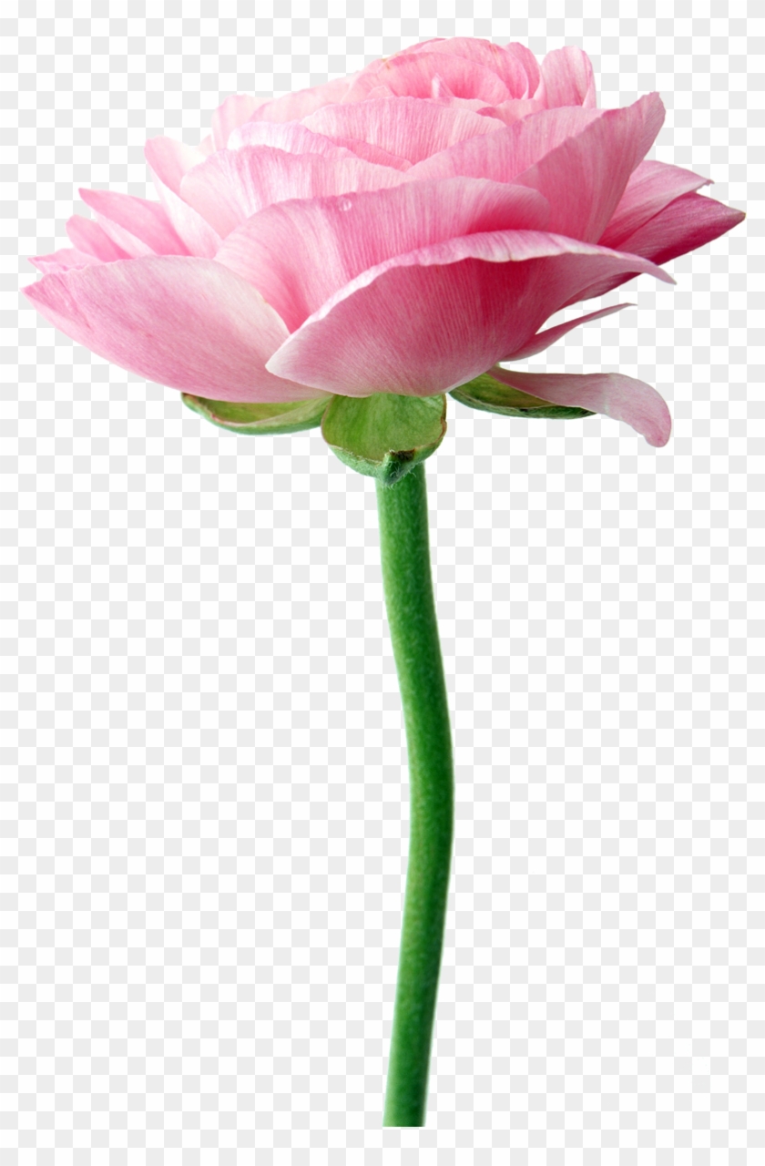 Flower Clip Art - Flower Clip Art #301787