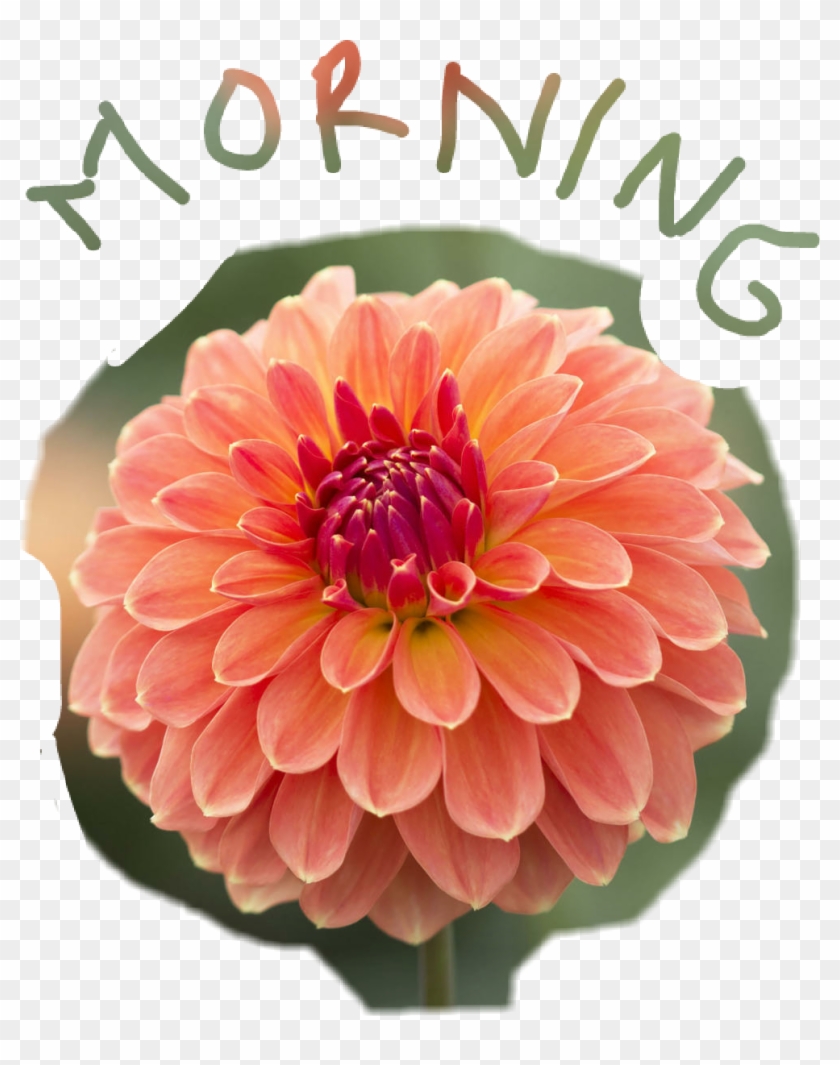 Morning Good Morning Dahlia Flower Flowerphotography - Good Morning Dahlia Flower #301788