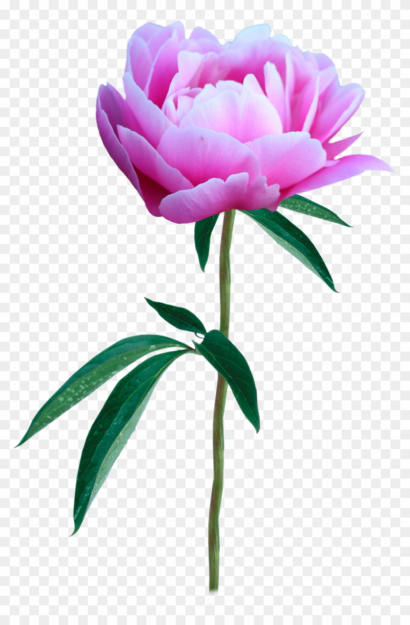 Flower Photography Peony Clip Art - Flower Photography Peony Clip Art #301840