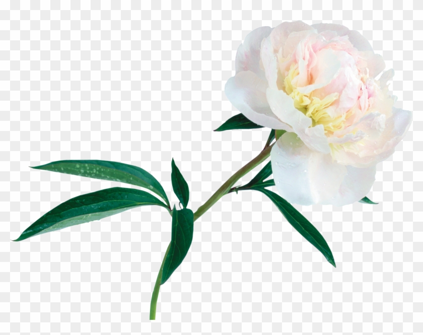 Bai Mudan Peony Clip Art - Bai Mudan Peony Clip Art #301982