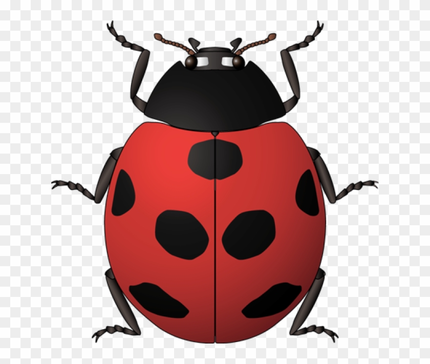 Insects Clipart For Kids