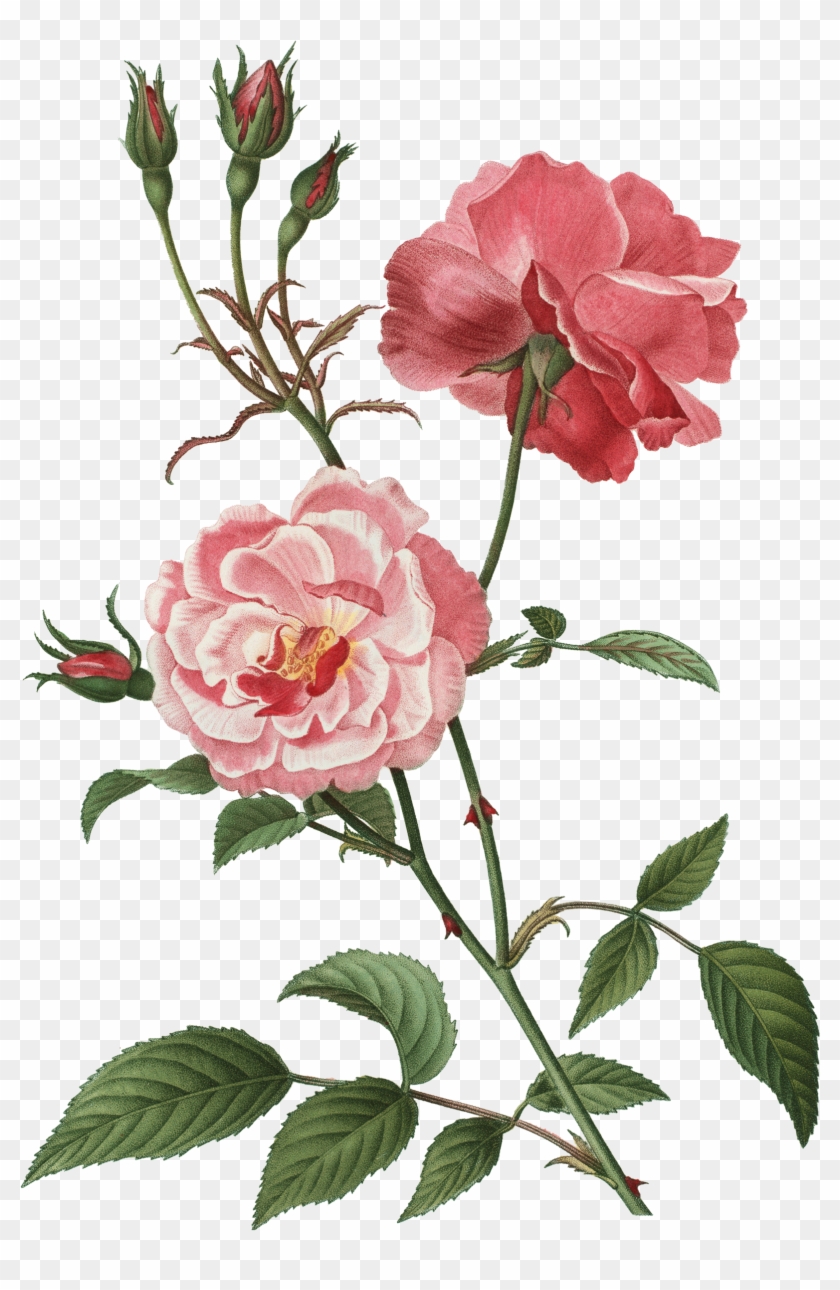 Rose Flower Floral Design Botany Clip Art - Art Print: Paris Script Series 6 By Kimberly Allen #302393