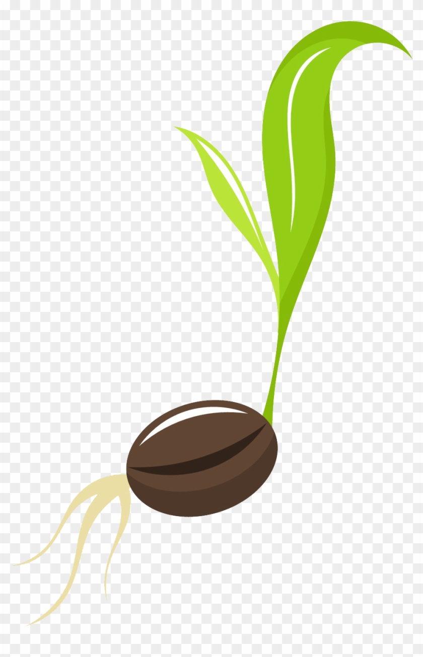 Seeds Clipart - Seed And Plant Clip Art #302570