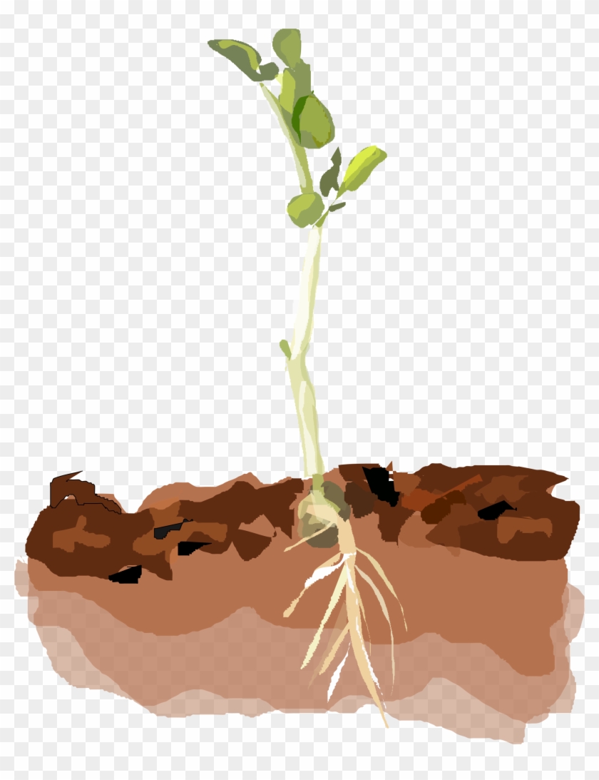 Sprouting Plant Pea Clipart - Pea Plant Clipart #302582