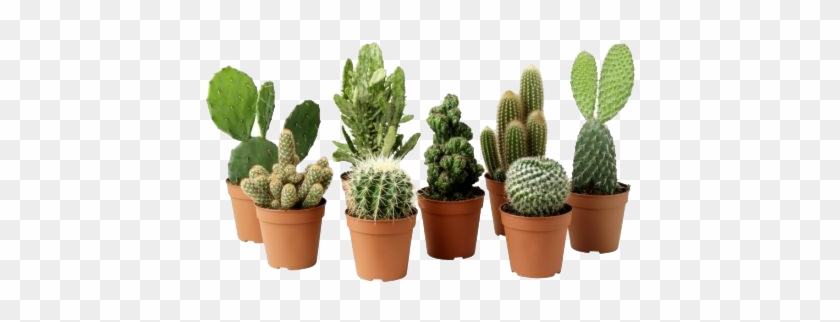 Cactus Plant Png Clipart - Cactus Plant Png #302589