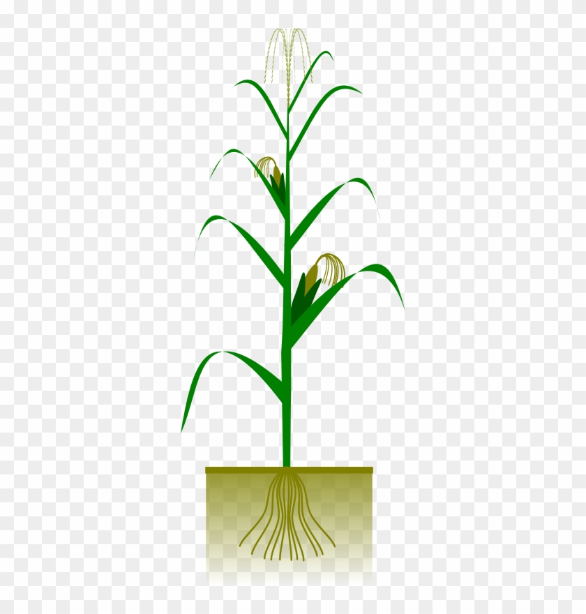 Botany Pictures - Corn Plant Free Vector #302597