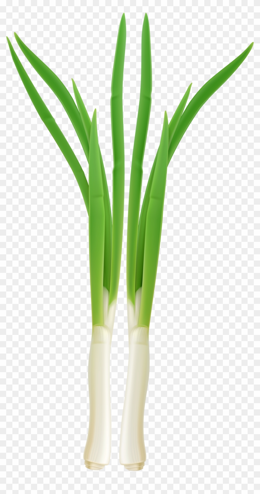 Onion Clipart Onion Plant - Green Onion Clipart Png #302605