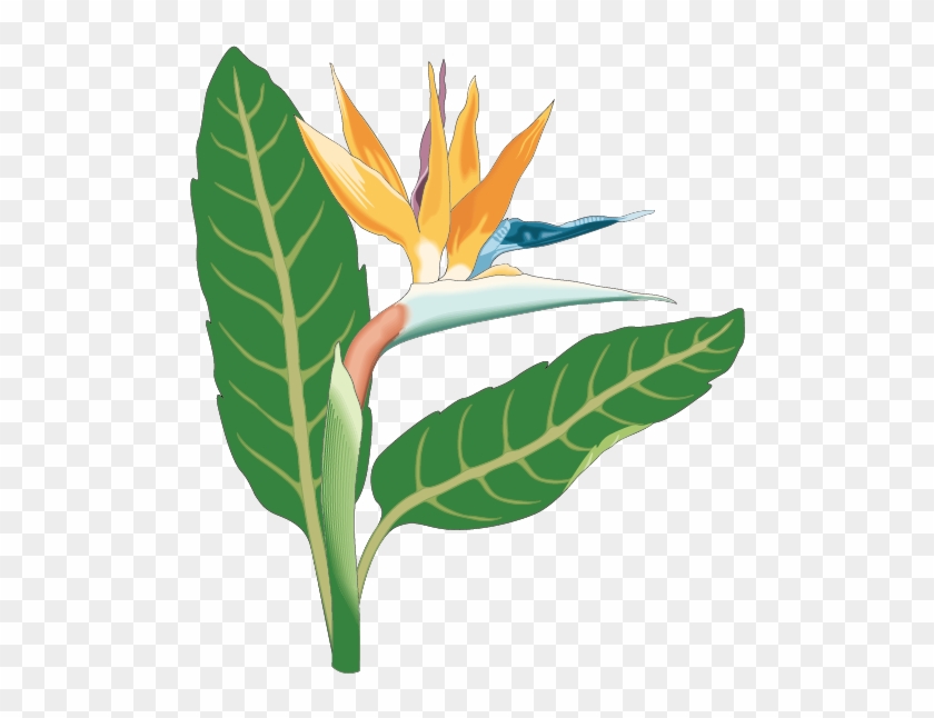 Bird Of Paradise Bird Of Paradise Flower Clip Art - Free Flower Clipart #302623