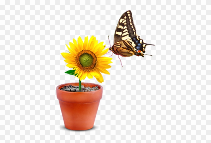 Monarch Butterfly Flowerpot - Monarch Butterfly Flowerpot #302750