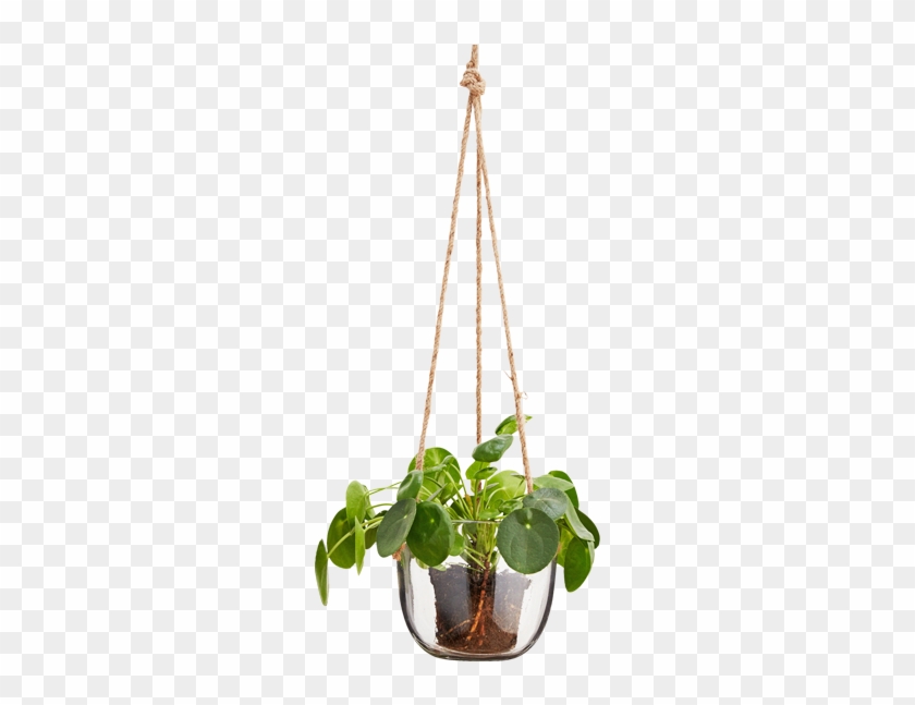 Featured image of post Hanging Plants Vector Png / ✓ free for commercial use ✓ high quality images.