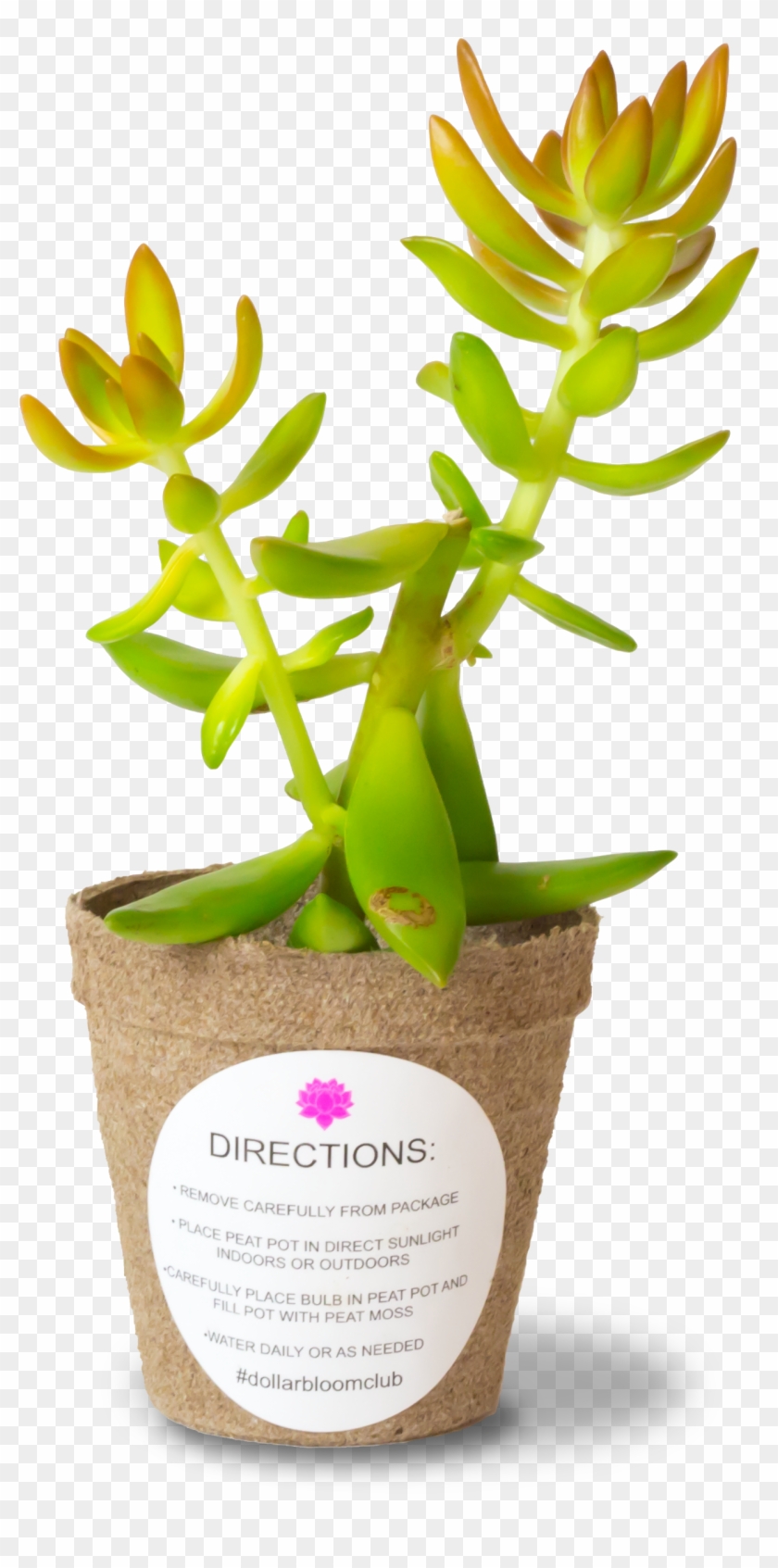 Dollar Bloom Club's Rare Tropical Succulents - Flowerpot #302793