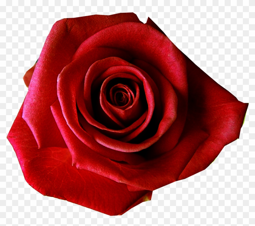 Roses Images Free - Red Rose No Background #302856