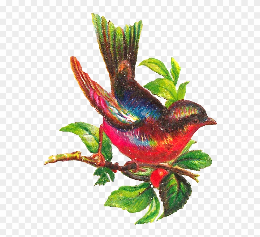 Beautiful Bird Clipart #303004