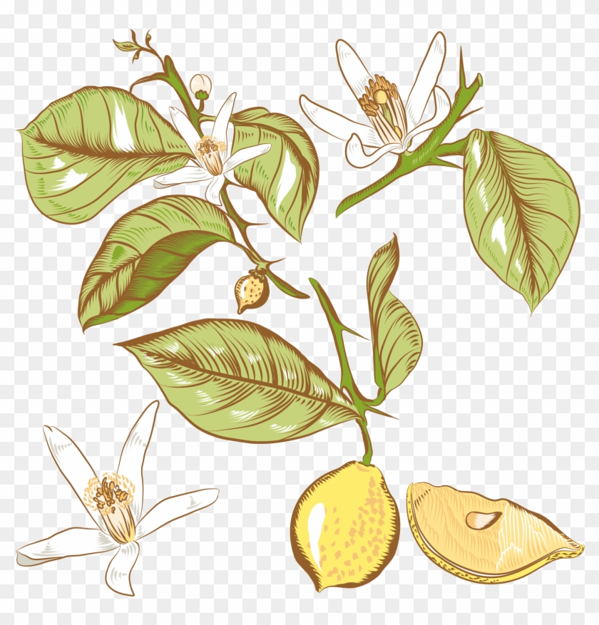 Lemon Flower Drawing Royalty - Lemon Tree Png Арт #303026