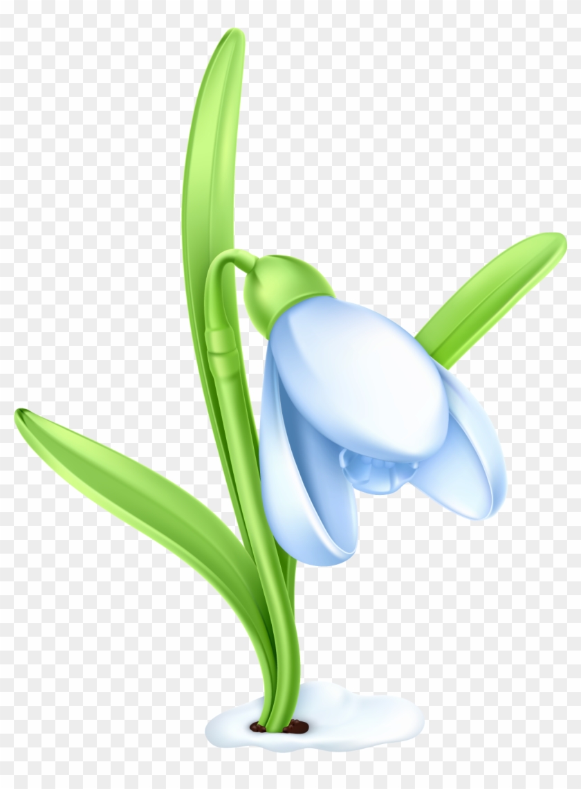 Snowdrop Clip Art - Snowdrop Clipart #303024