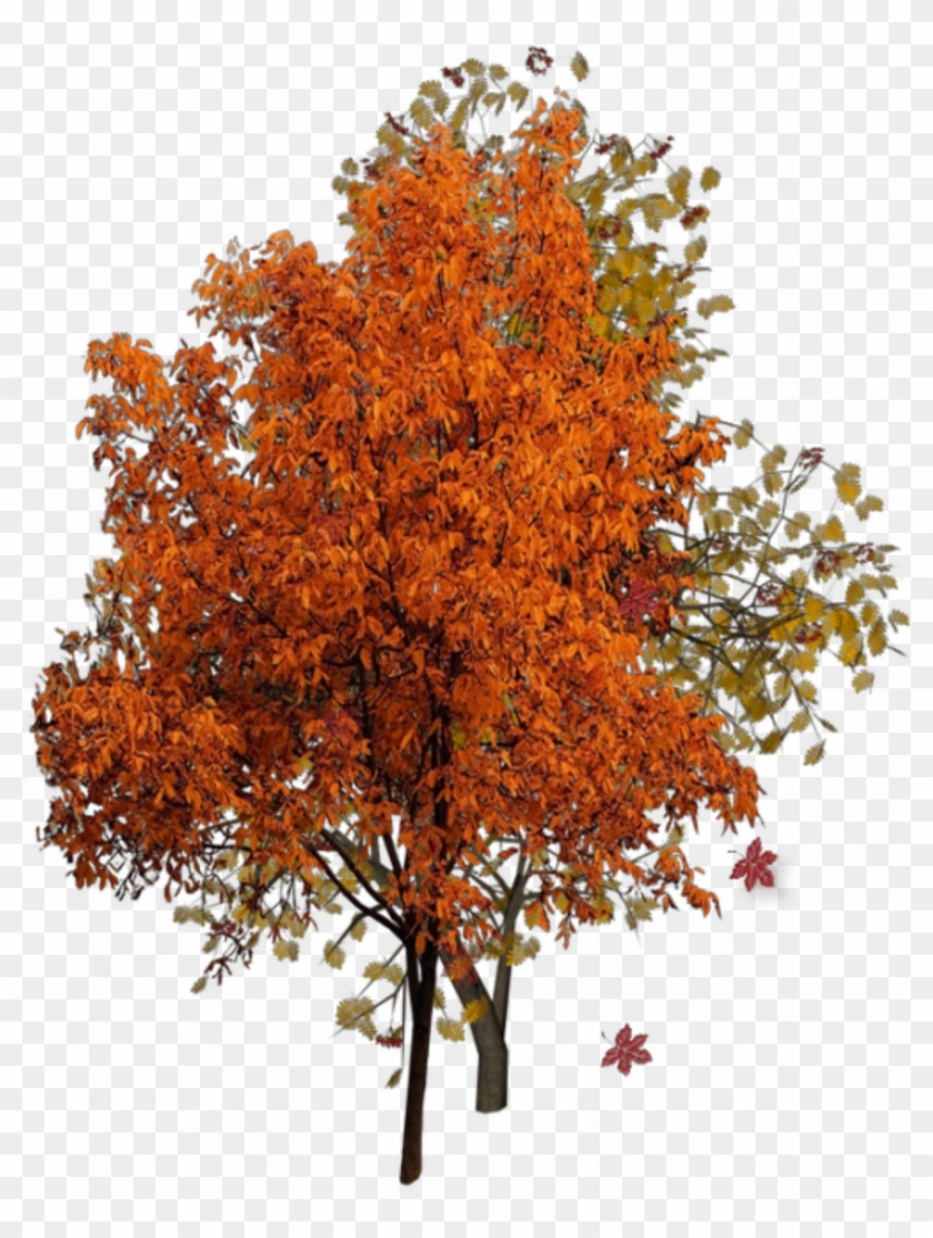 Belle - Fall Tree Png #303053