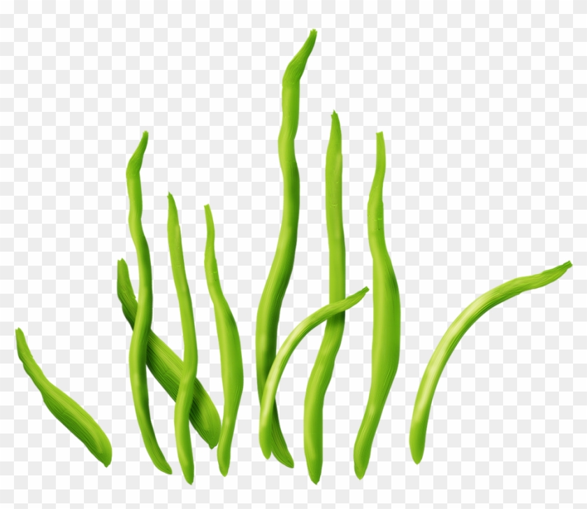 Seaweed Aquatic Plants Clip Art - Portable Network Graphics #303146