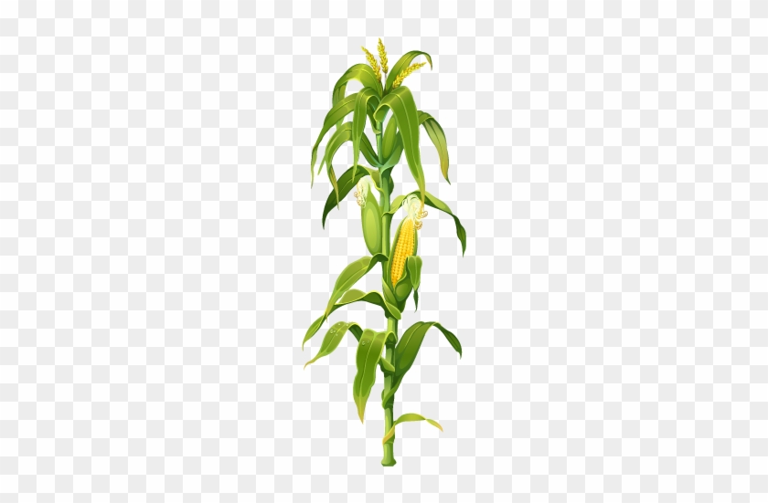 Maize Corn On The Cob Plant Drawing Clip Art - Corn Stalk #303151