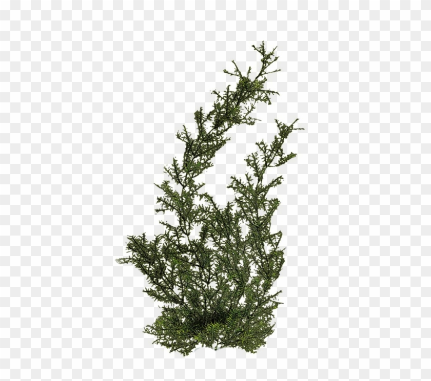 Plants Png Hd - Evergreen #303153