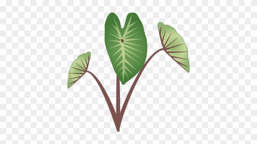 Taro Plant Drawing - Taro Plant Clipart #303178