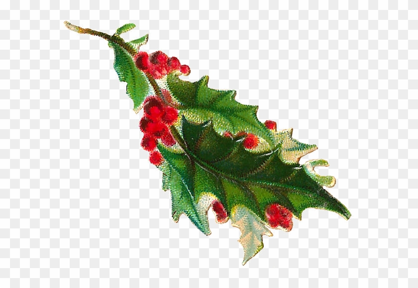 Free Christmas Clip Art - Holly Branch Png #303182