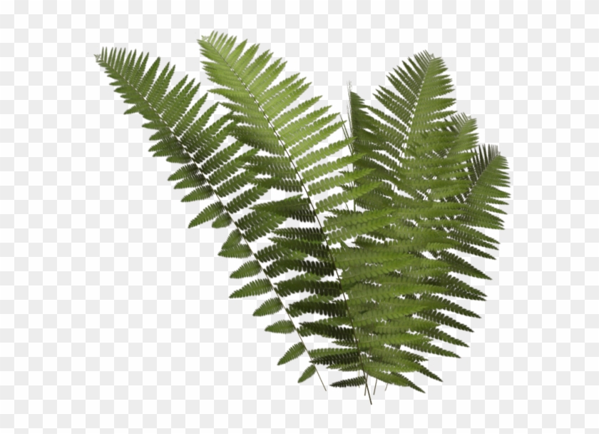 Leptosporangiate Fern Plant Clip Art Leptosporangiate Fern Plant Clip Art Free Transparent Png Clipart Images Download Leptosporangiate Fern Plant Clip Art Leptosporangiate Fern Plant Clip Art Free Transparent Png Clipart Images Download
