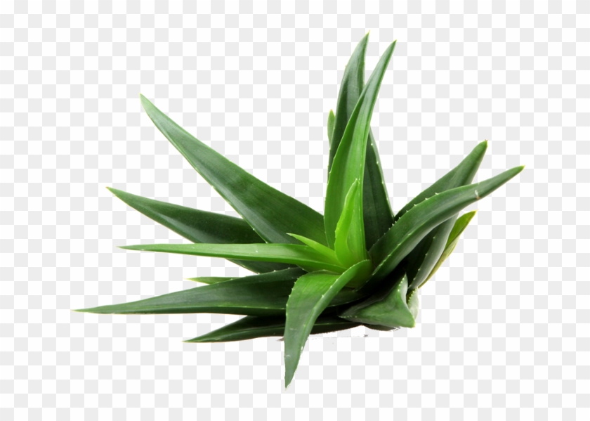 Aloe Png Clipart Png Mart - Tipos De Aloe Vera #303344