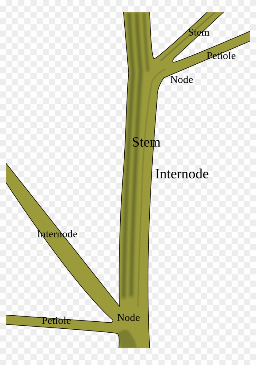 Plant Stem Clipart - Stem Of A Plant #303347