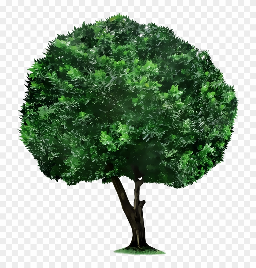 Tree Picsart Photo Studio Plant Clip Art - Tree Picsart Photo Studio Plant Clip Art #303408