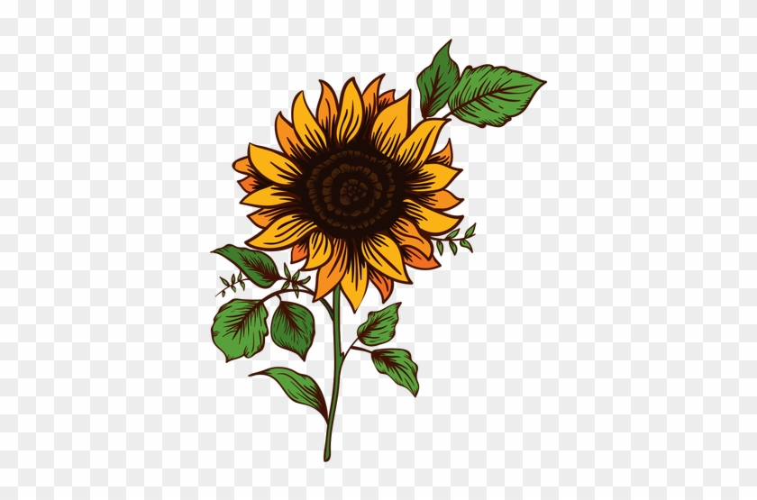 Sunflower Drawing - Girasoles Png #303365