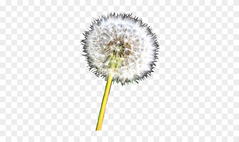 Dandelion Clip Art - Dandelion #303368