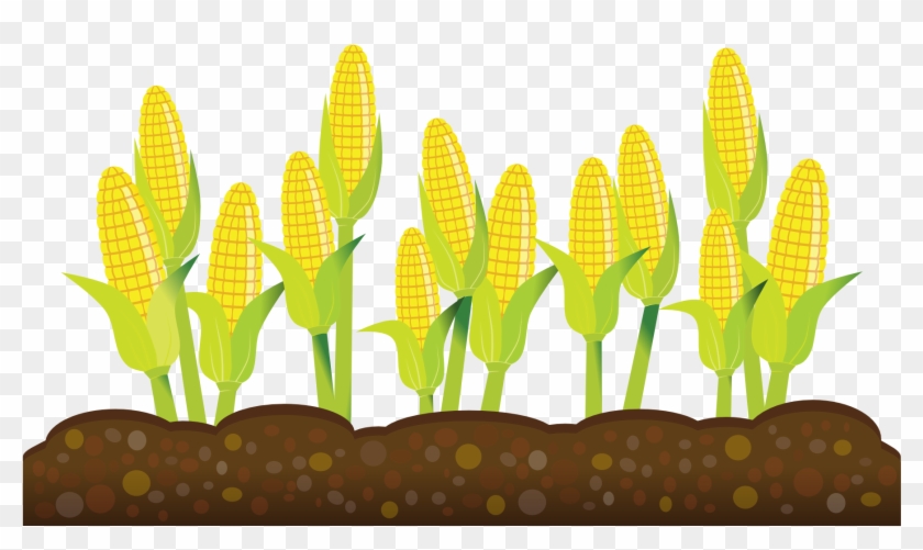 Plant Clipart Crop - Crops Clipart Transparent Background #303412