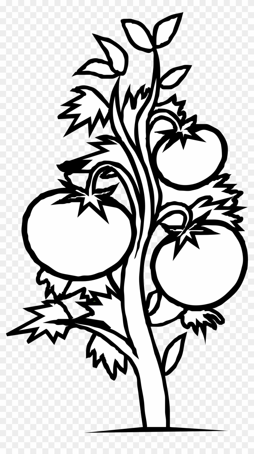 Tomato Clipart Coloring Page - Tomato Plant Clip Art #303480