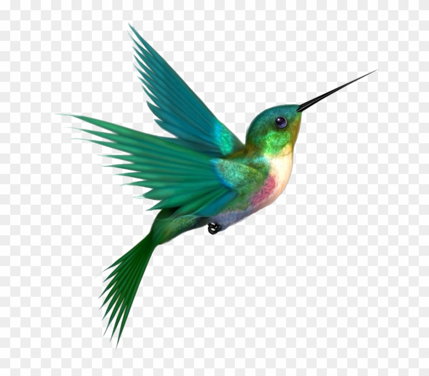 Hummingbird Png Transparent Images - Colors Of A Hummingbird #303563