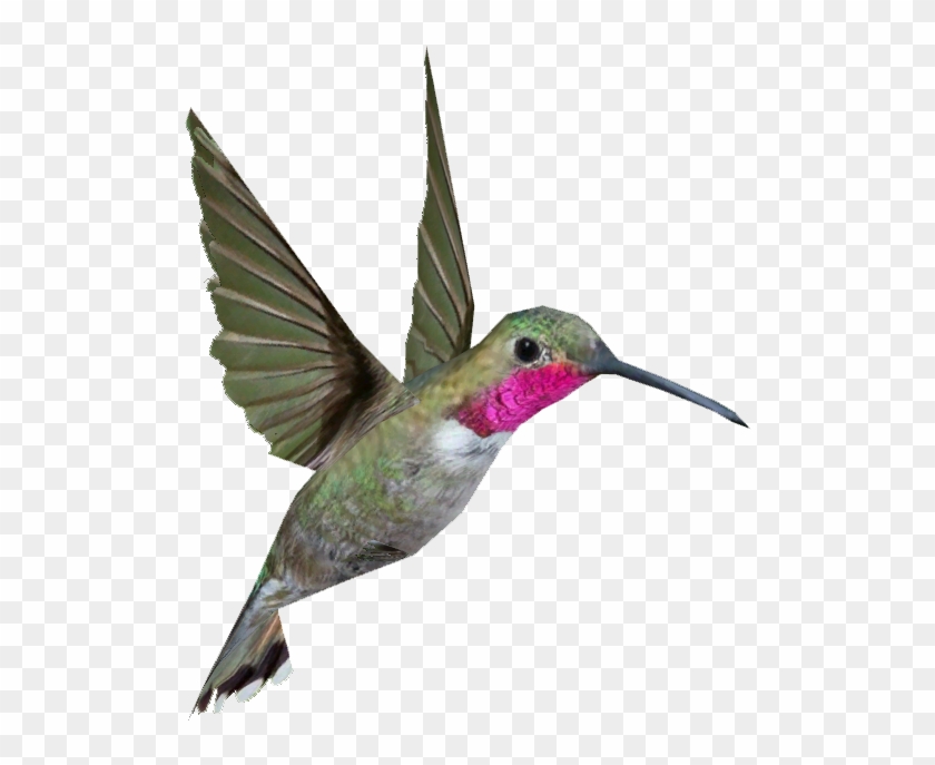 Broad-tailed Hummingbird - Hummingbird Png #303571