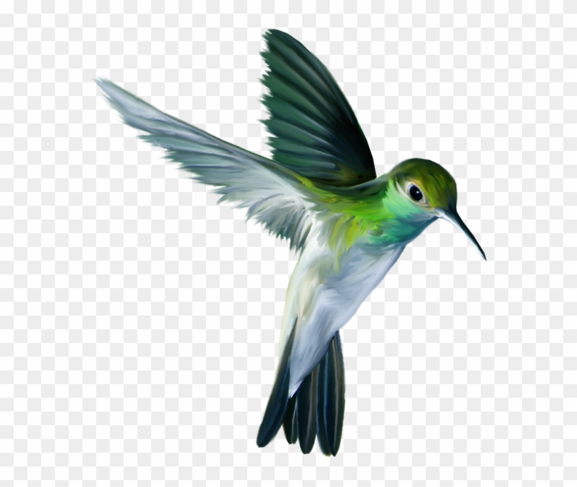 The Ruby-throated Hummingbird Flight - The Ruby-throated Hummingbird Flight #303659