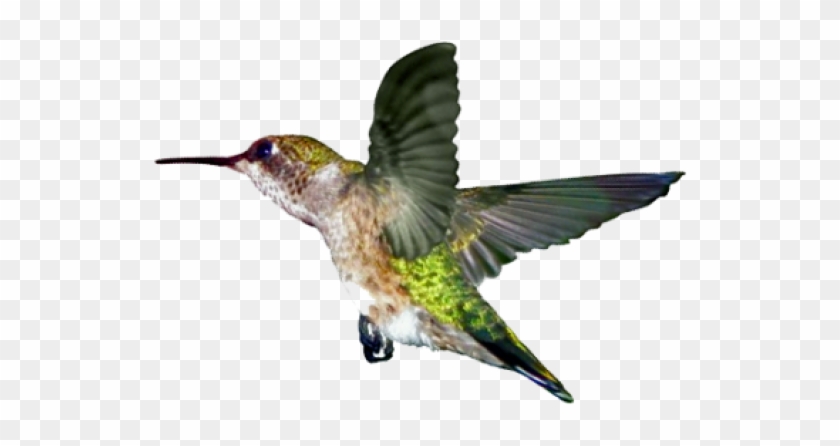 Ruby Throated Hummingbird #303665