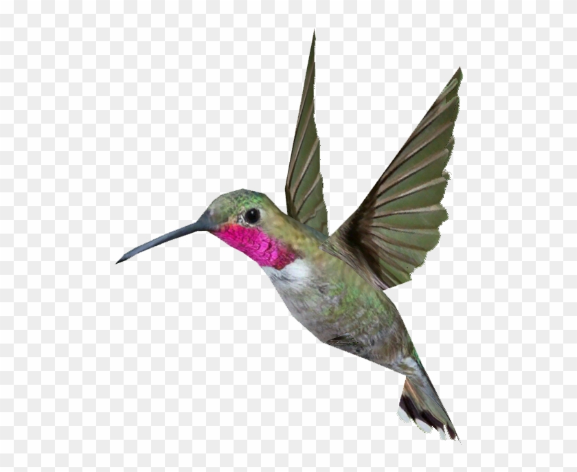 Ruby-throated Hummingbird #303671