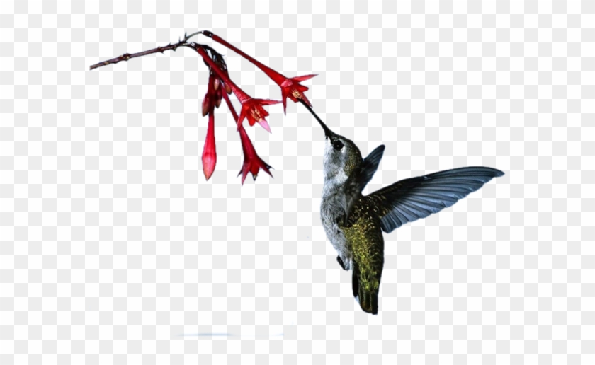 Hummingbirds And Flowers - Rufous Hummingbird #303674
