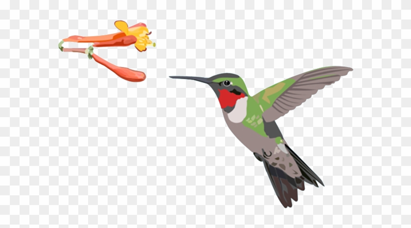 "ruby-throated Hummingbird" - Ruby-throated Hummingbird #303681