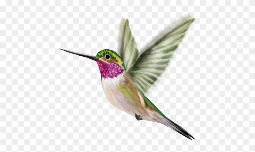 Ruby-throated Hummingbird #303684
