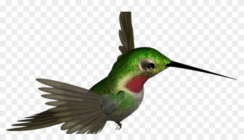 Free High Resolution Graphics And Clip Art - Hummingbird Clipart #303685