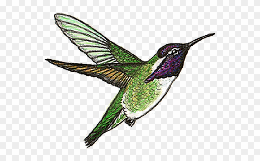 Ruby-throated Hummingbird #303689