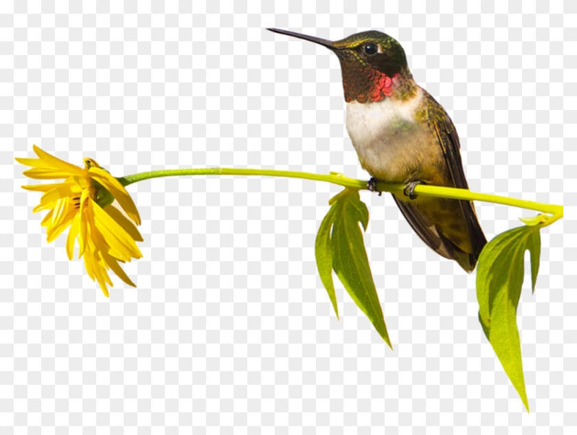 Hummingbird - Hummingbird #303693