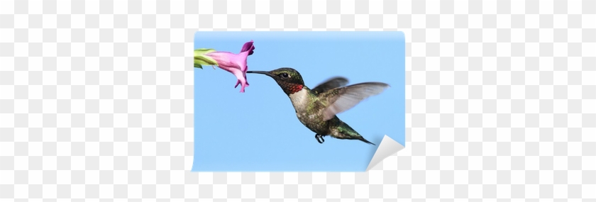 Male Ruby-throated Hummingbird Wall Mural • Pixers® - Premium Poster: Male Ruby-throated Hummingbird (archilochus #303701