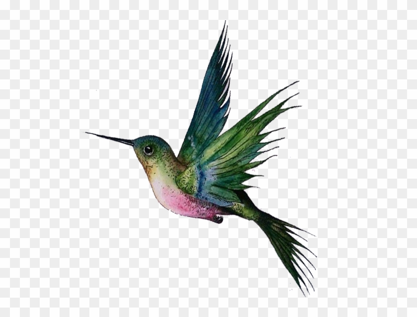 Resultado De Imagen Para Imagenes De Colibrã Png - Райская Птица Пнг #303702