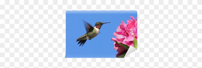 Carta Da Parati Maschio Ruby-throated Hummingbird • - Ruby-throated Hummingbird #303706