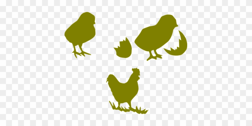 Chicken Cock Poultry Hen Farming Chick Coc - Outline Chickens Clipart Png #303710